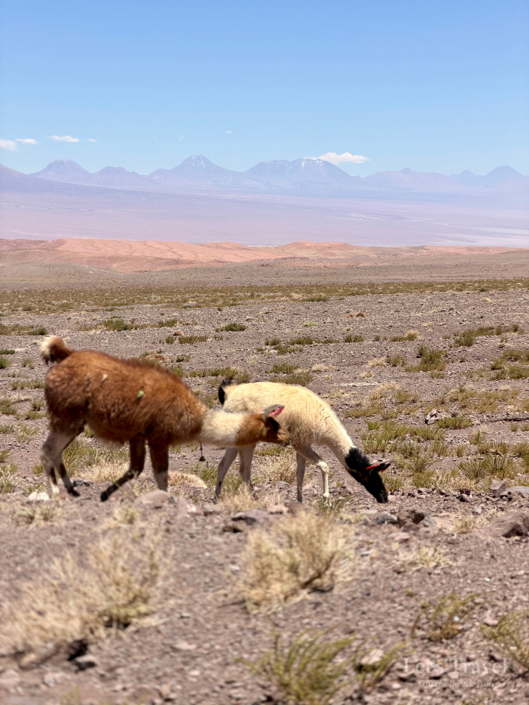 Llamas grazing in Andean landscape with mountains in background South America