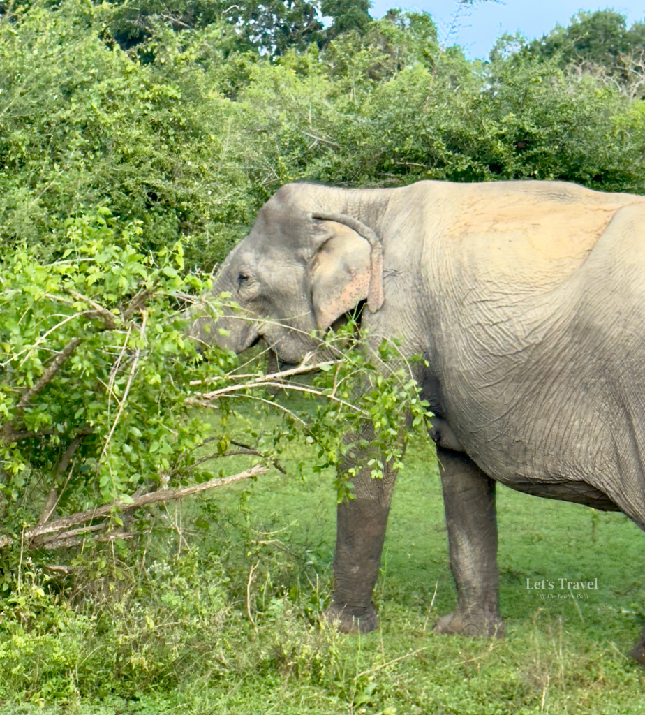 Asian elephant feeding on vegetation in Yala National Park, Sri Lanka – wildlife travel off the beaten path