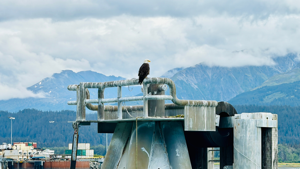 Bald eagle perched on a dock structure in Seward, Alaska, with mountains in the background – wildlife travel Alaska