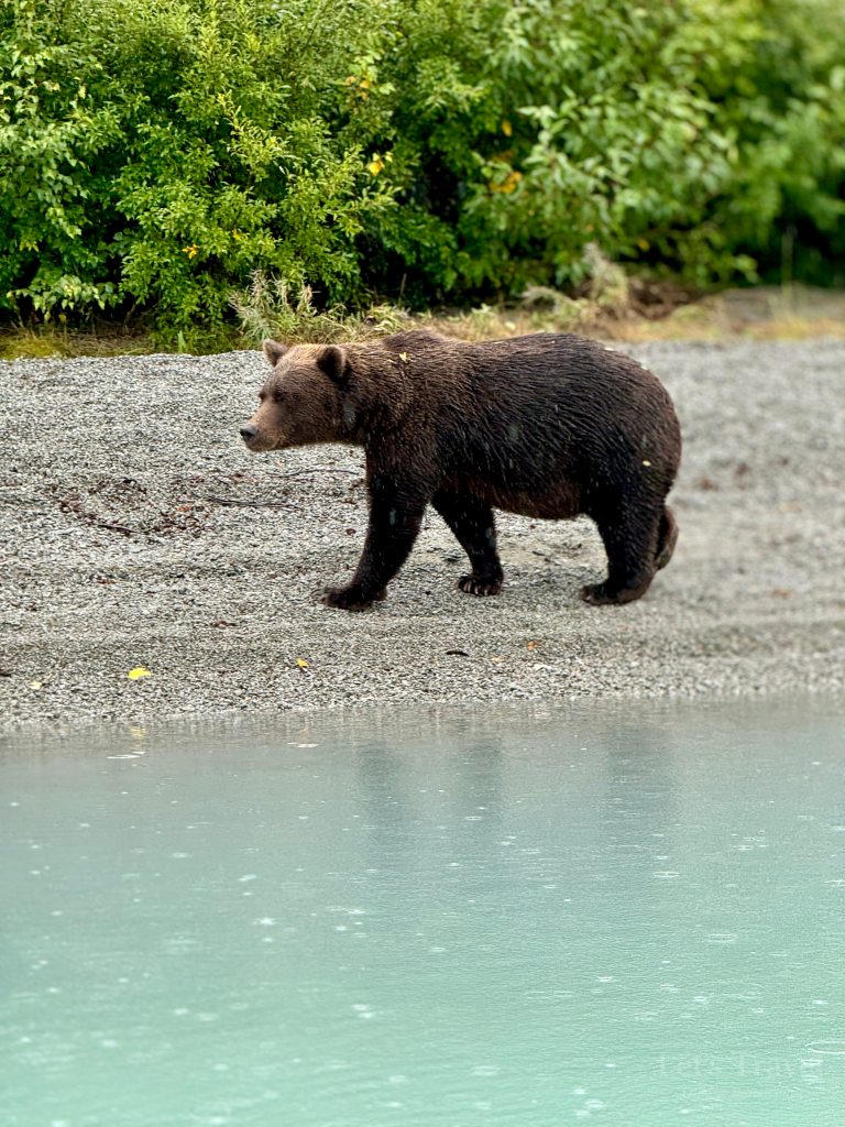 Brown bear walking through turquoise water in Lake Clark National Park, Alaska – wildlife travel off the beaten path