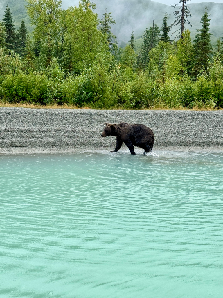 Brown bear walking through turquoise water in Lake Clark National Park, Alaska – wildlife travel off the beaten path