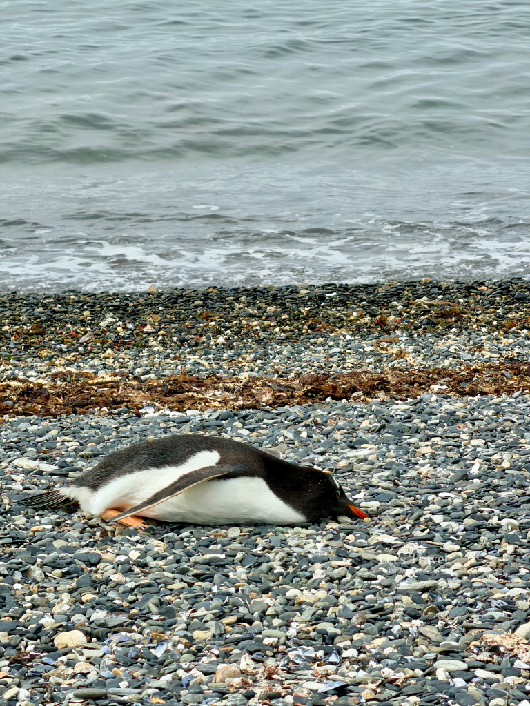 Gentoo penguin lying on a rocky beach on Isla Martillo near Ushuaia, Argentina – wildlife travel Patagonia