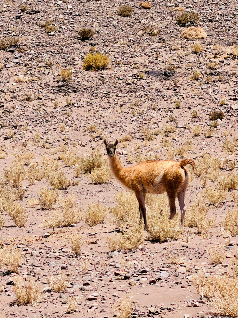 Guanaco standing in the Atacama Desert near San Pedro de Atacama, Chile – wildlife travel off the beaten path