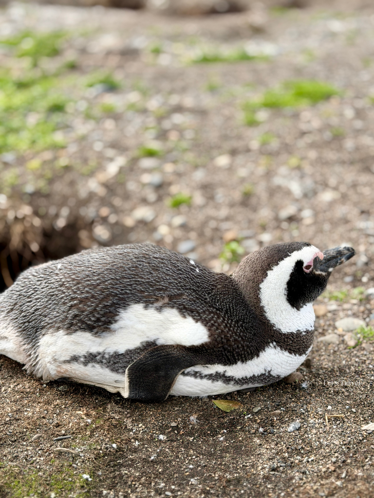 Magellanic penguin resting on ground near nest burrow Isla Martillo Ushuaia Argentina