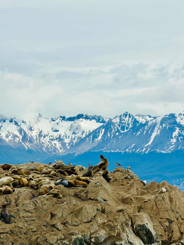 Sea lions resting on rocky island in the Beagle Channel near Ushuaia, Argentina, with snow-capped mountains in the background – wildlife travel Patagonia