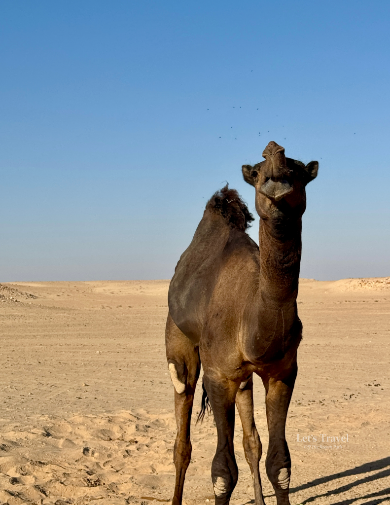 Dromedary camel standing in the desert near Salalah, Oman – wildlife travel off the beaten path
