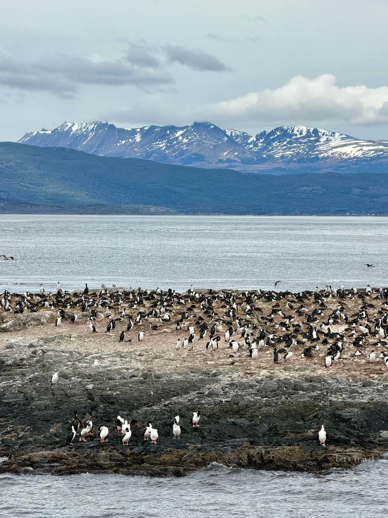 Cormorant colony along the Beagle Channel near Ushuaia Argentina