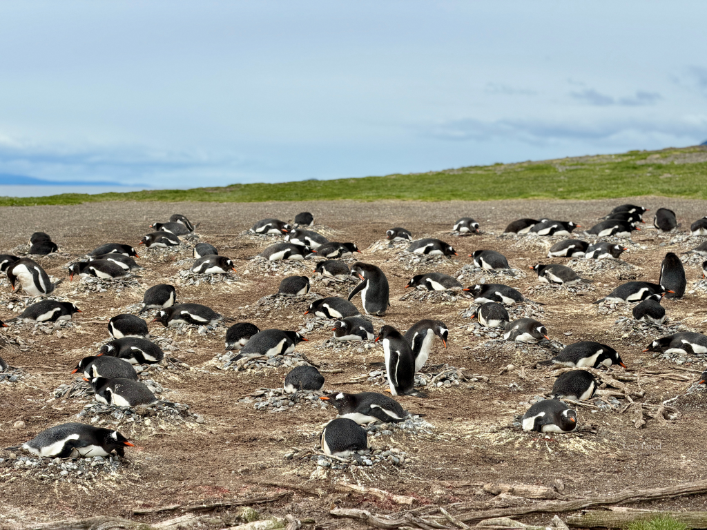Gentoo penguin colony nesting on Isla Martillo near Ushuaia Argentina