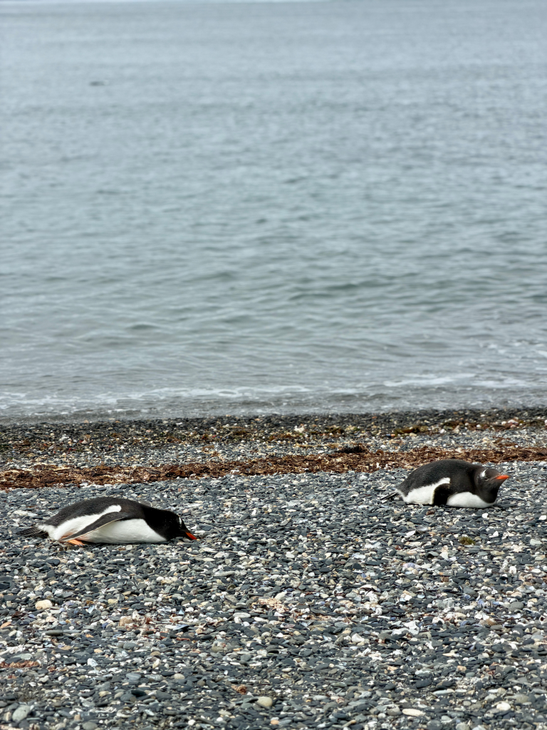 Gentoo penguins resting on rocky beach at Isla Martillo Ushuaia Argentina