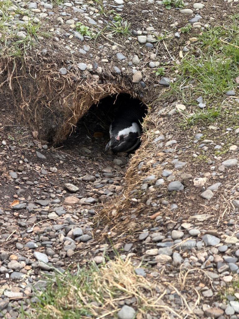 Magellanic penguin inside underground nest burrow on Isla Martillo Ushuaia Argentina