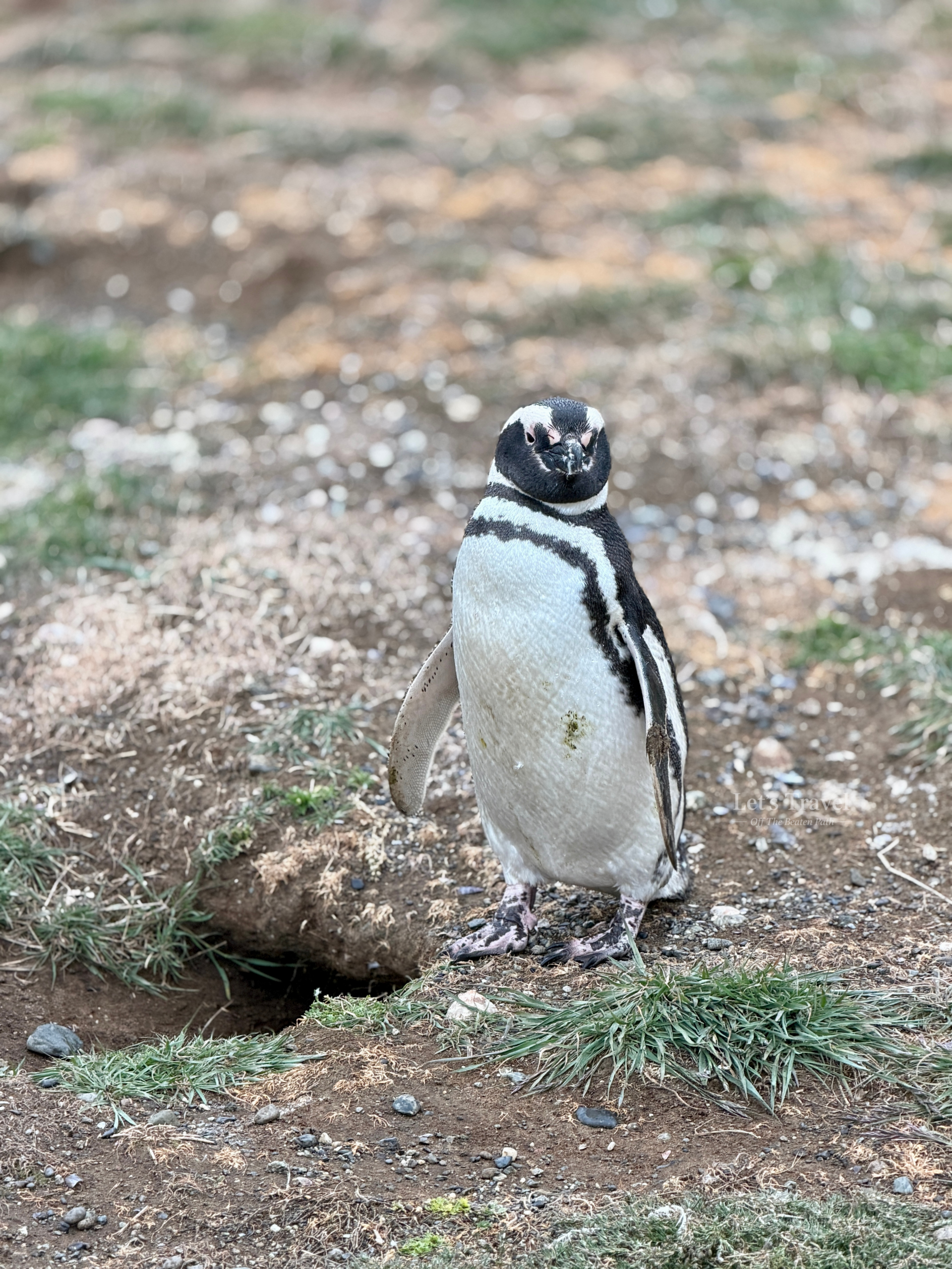 Close-up of Isla Martillo penguins in Patagonia on Isla Martillo Ushuaia Argentina in natural habitat
