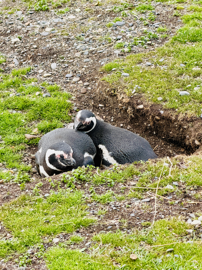 Two Magellanic penguins resting together in nest on Isla Martillo Ushuaia Argentina