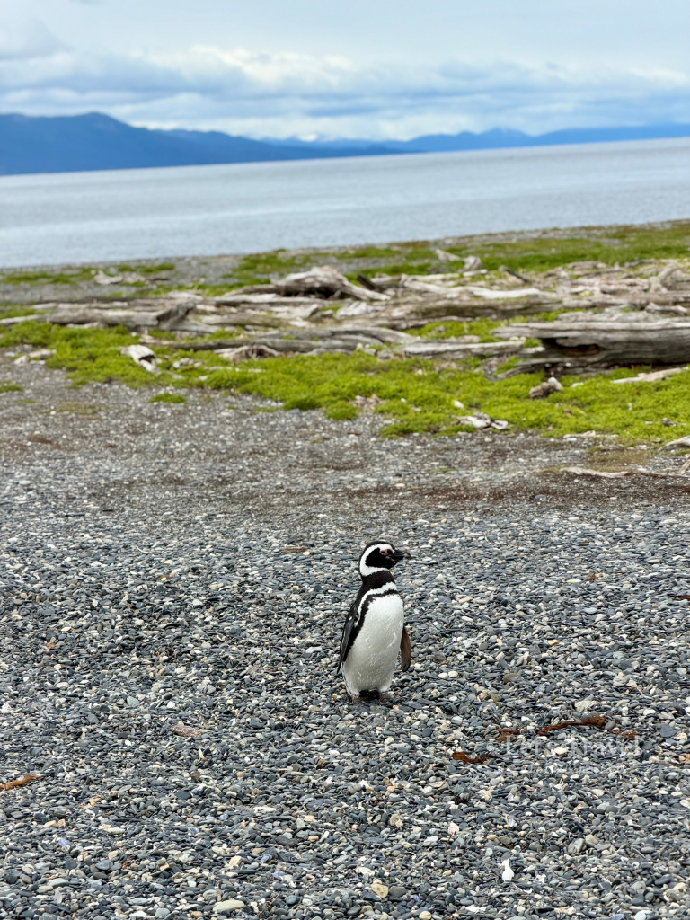 Magellanic penguin on Isla Martillo Ushuaia Argentina with rocky beach and ocean background