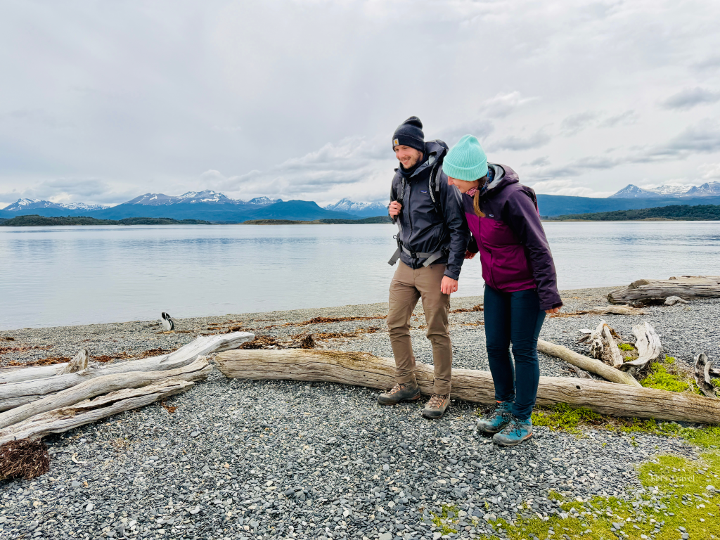 Couple observing Magellanic penguin on beach Isla Martillo Ushuaia Argentina