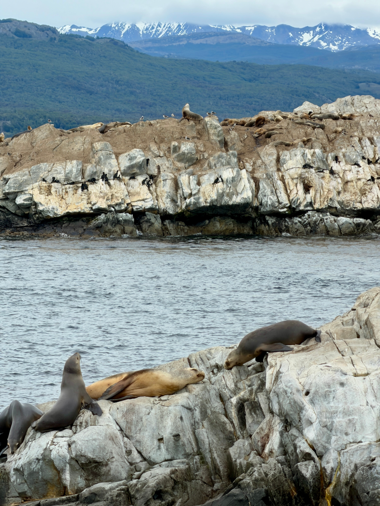 Sea lions resting on rocky islands in the Beagle Channel near Ushuaia Argentina