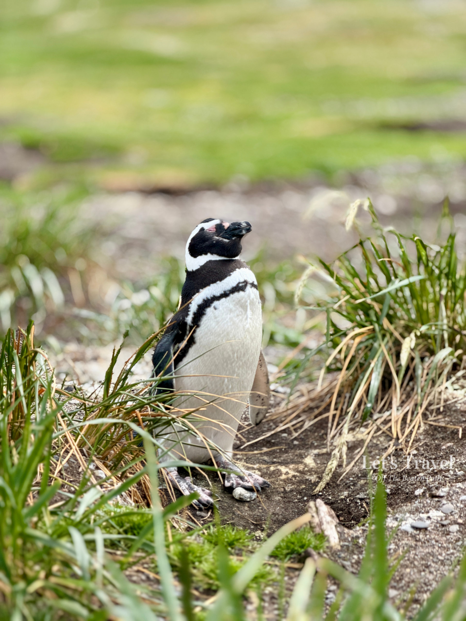 Magellanic penguin standing in natural habitat on Isla Martillo near Ushuaia, Argentina – wildlife travel off the beaten path