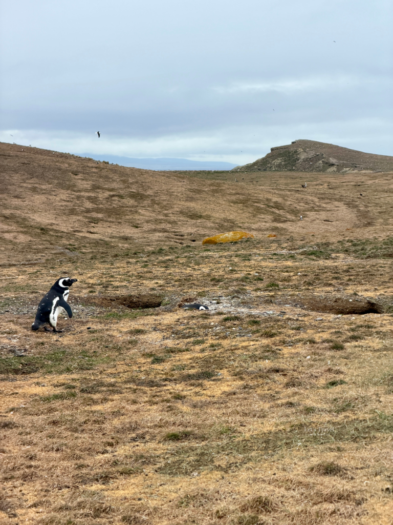Magellanic penguin standing near burrows on Isla Magdalena in Patagonia, Chile