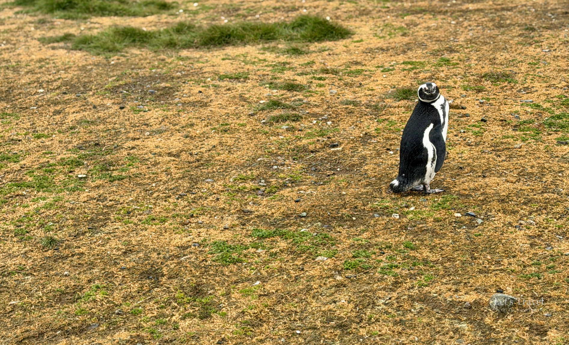 Magellanic penguin standing on Isla Magdalena near Punta Arenas Chile