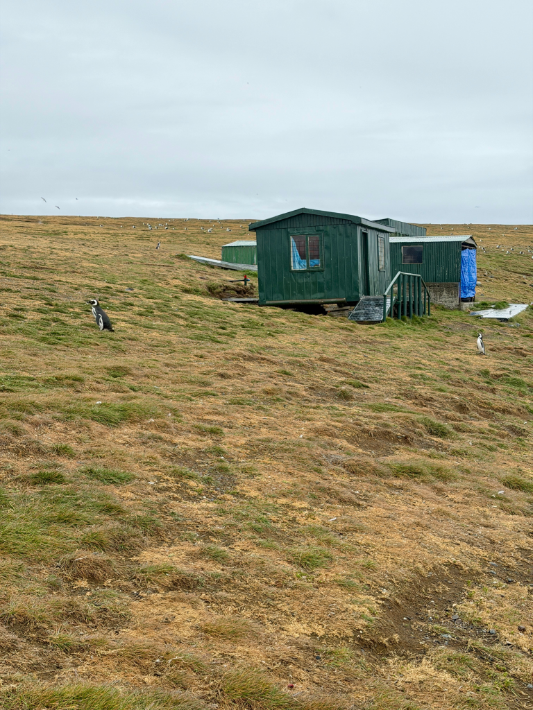 Magellanic penguins near research cabins on Isla Magdalena Chile