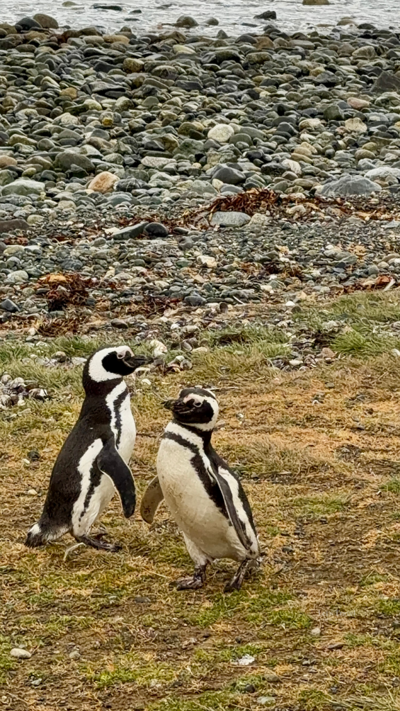 Two Magellanic penguins standing together on Isla Magdalena in Patagonia, Chile
