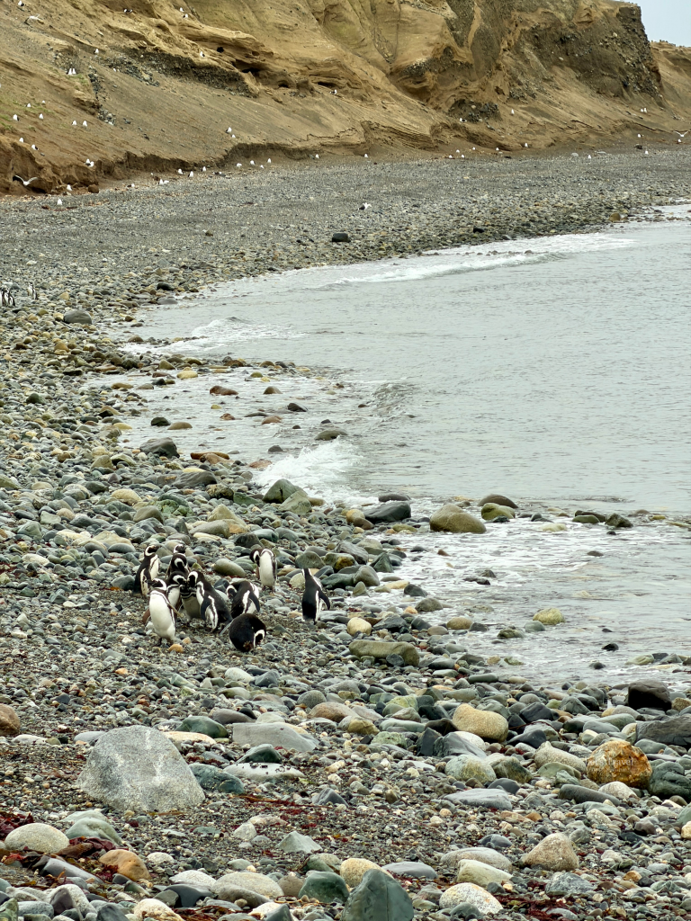 Group of Magellanic penguins gathered along the rocky shoreline of Isla Magdalena, Chile
