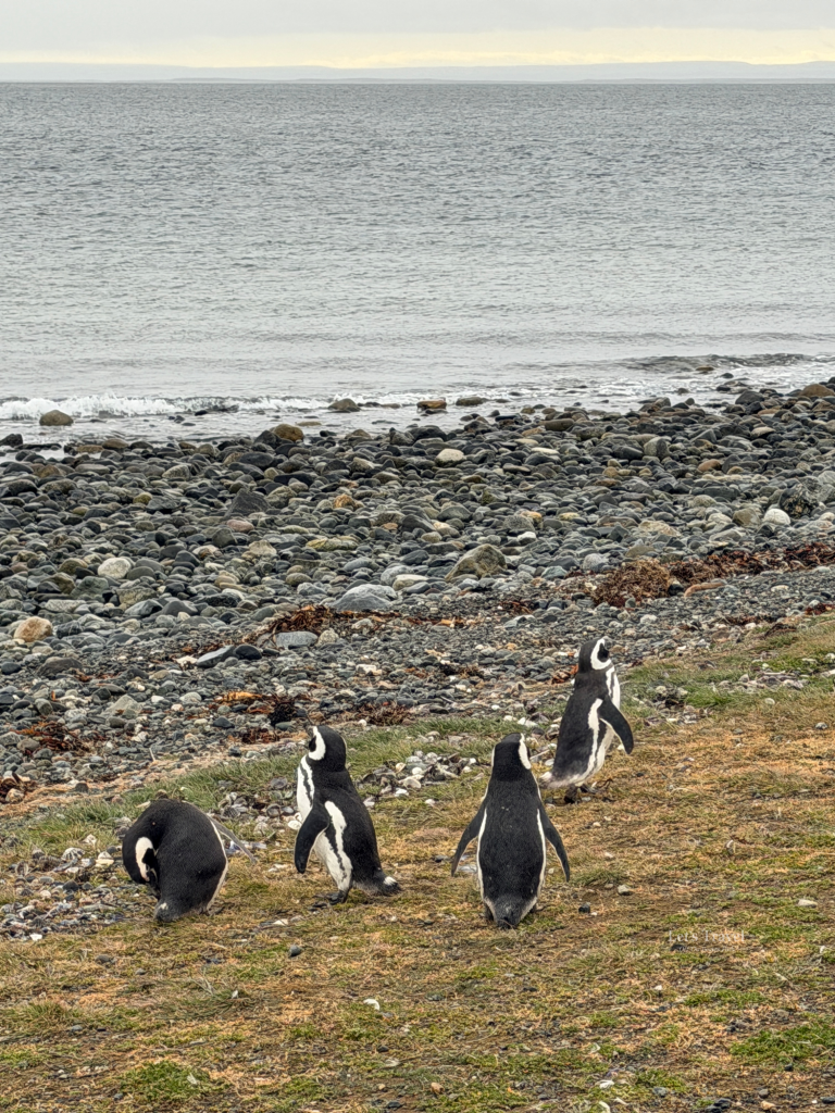 Group of Magellanic penguins walking along the shoreline on Isla Magdalena, Chile