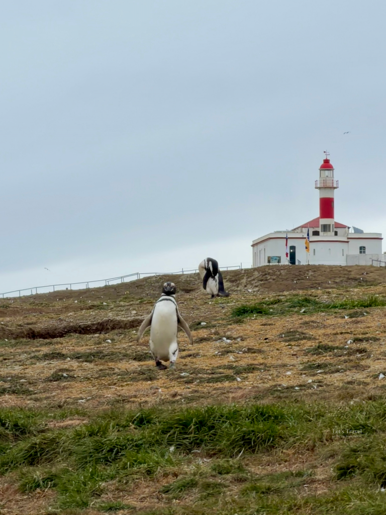 Magellanic penguins walking near the lighthouse on Isla Magdalena, Chile