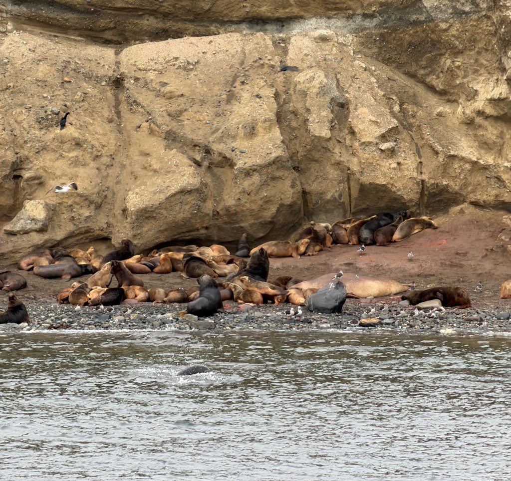 Sea lion colony resting along rocky cliffs near Isla Magdalena in Patagonia, Chile