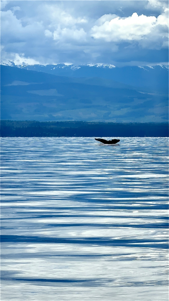 Humpback whale diving beneath the surface with its tail visible in the Inside Passage, Alaska.