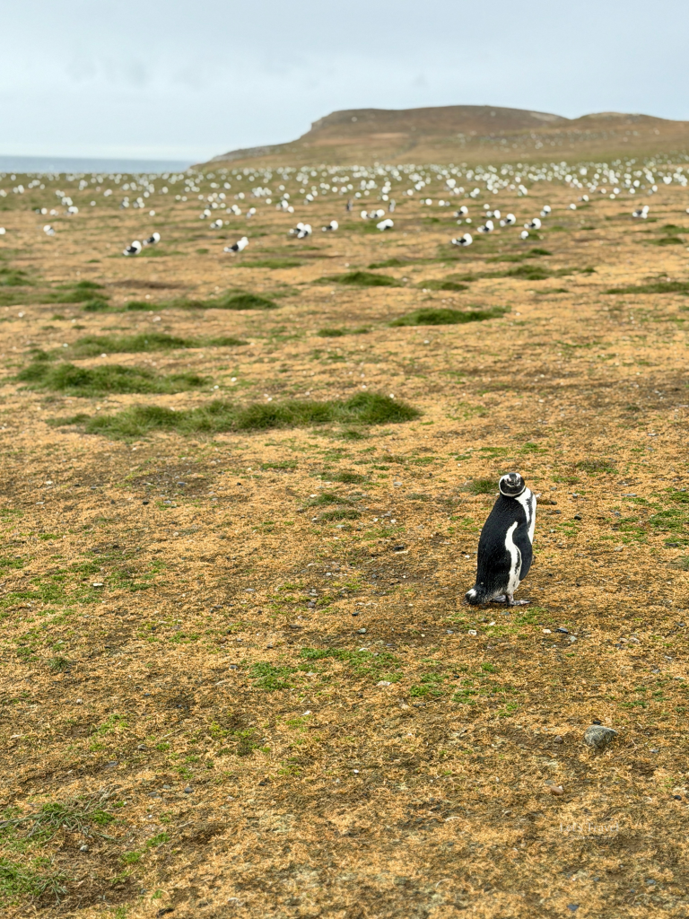 Magellanic penguin standing on Isla Magdalena near Punta Arenas Chile
