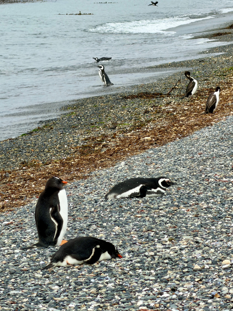 Magellanic penguins resting and walking along the beach on Isla Martillo in the Beagle Channel, Patagonia, Argentina.