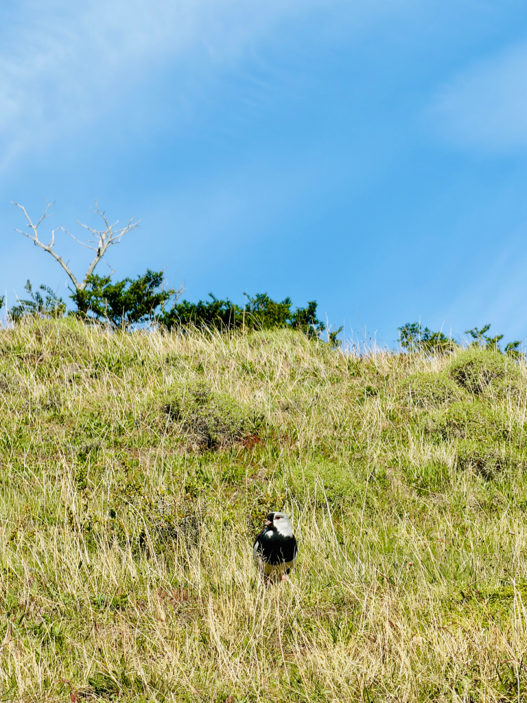 Southern Lapwing (Vanellus chilensis) standing in the grasslands of Torres del Paine National Park, Patagonia, Chile.