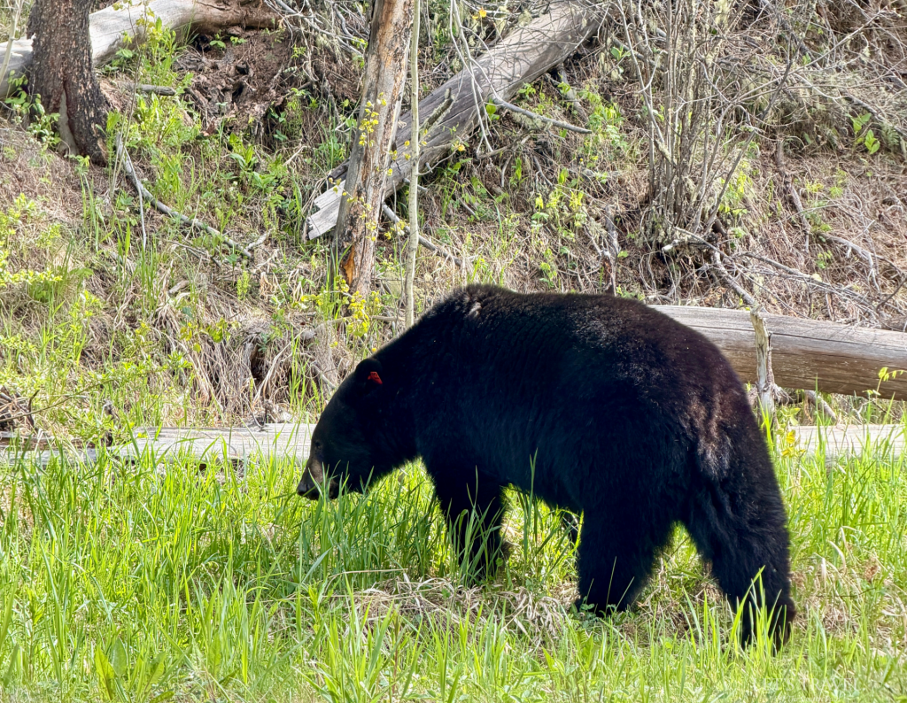 Black bear walking beside Miette Road in Jasper National Park, Alberta, Canada.