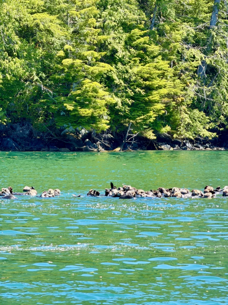 Sea otters spotted during a Tofino sea otter tour on Vancouver Island. Group of sea otters floating together in the water off Tofino, Vancouver Island.