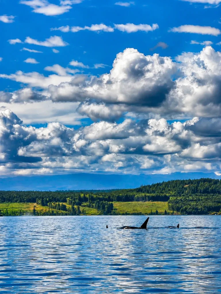 An orca surfacing in the water near Campbell River on Vancouver Island, British Columbia, with a forested shoreline in the background. Whale watching is one of the things to do in Campbell River.