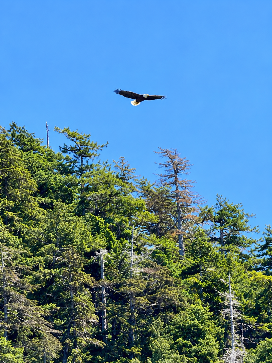 Bald eagle flying over the forest in Tofino on Vancouver Island, Canada.