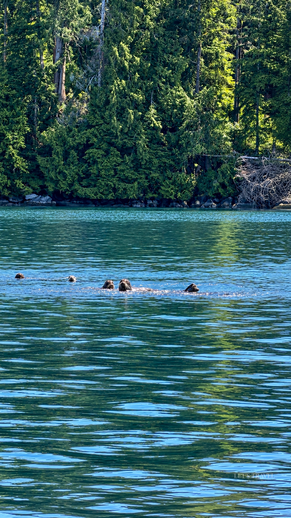 Sea lions swimming in the water near Tofino on Vancouver Island, Canada.