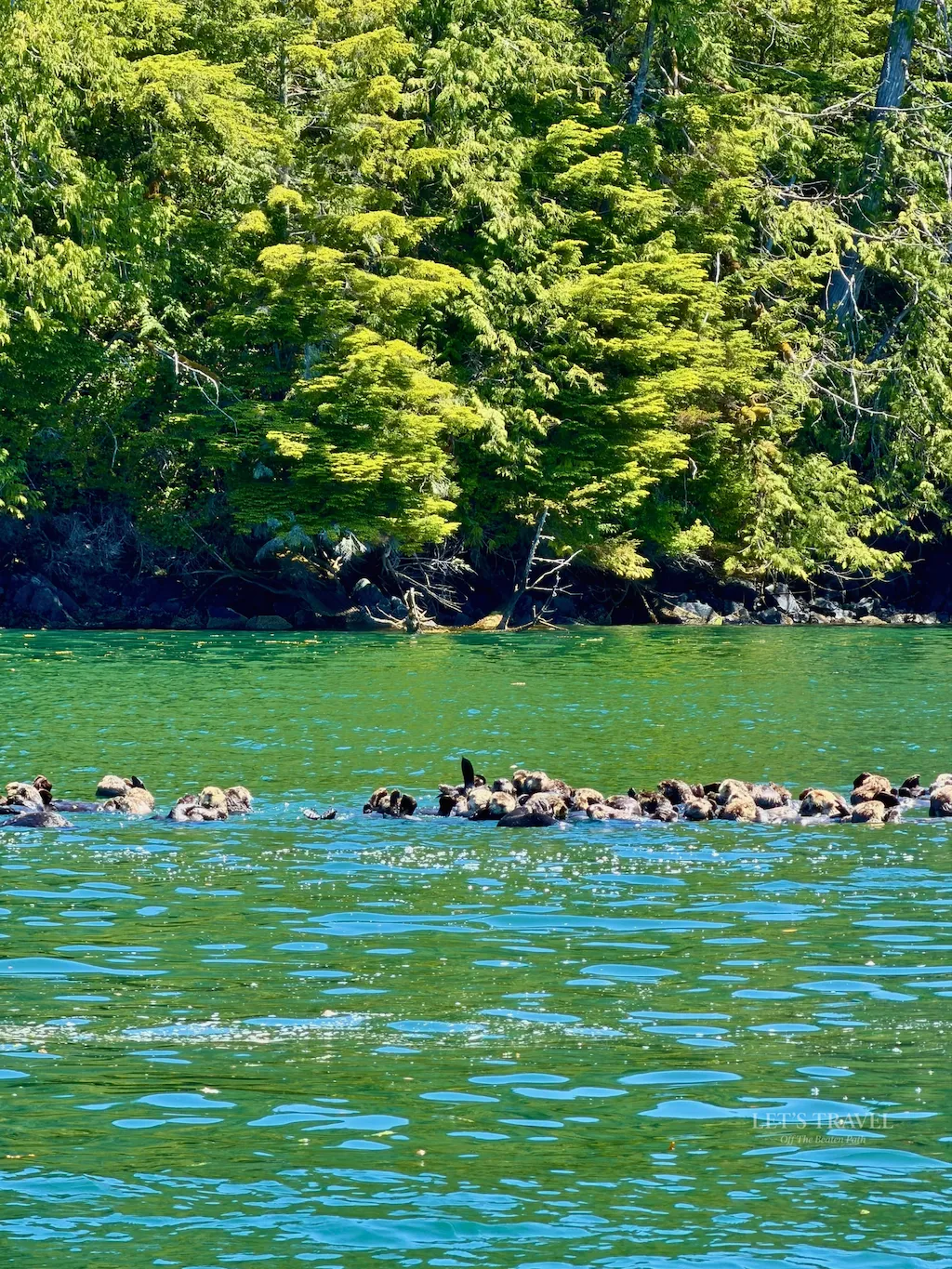 Group of sea otters swimming together in Clayoquot Sound near Tofino on Vancouver Island, Canada.