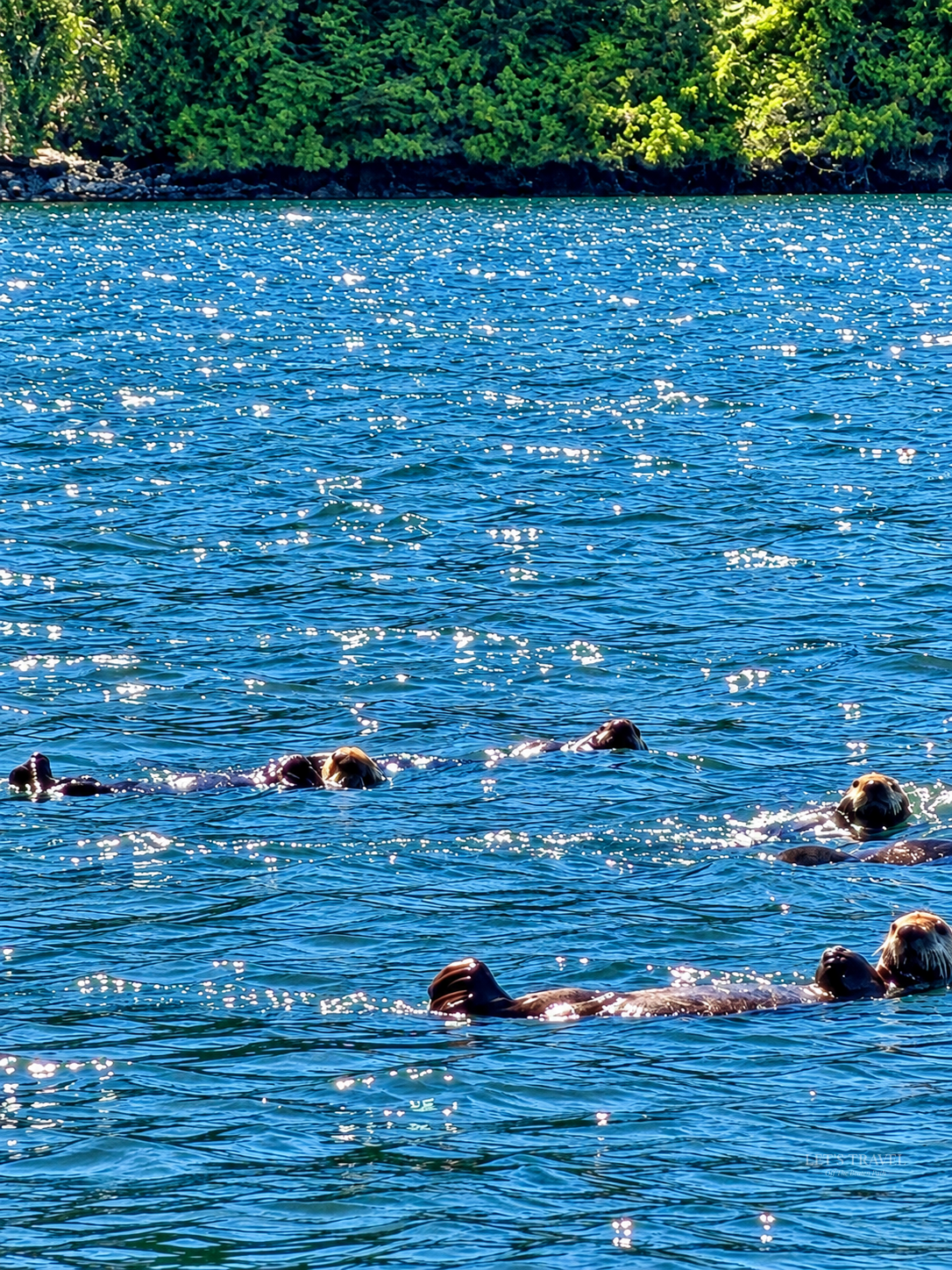 Sea otters swimming together in the coastal waters near Tofino on Vancouver Island, Canada.