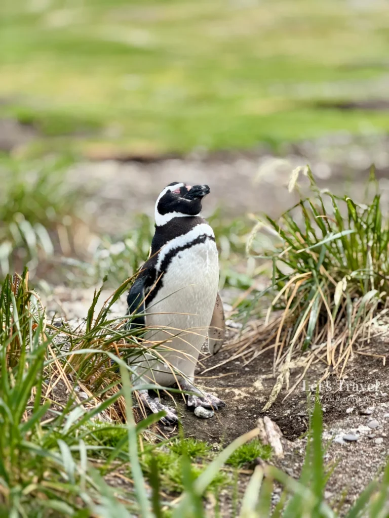 Magellanic penguin standing in natural habitat on Isla Martillo near Ushuaia, Argentina – wildlife travel off the beaten path