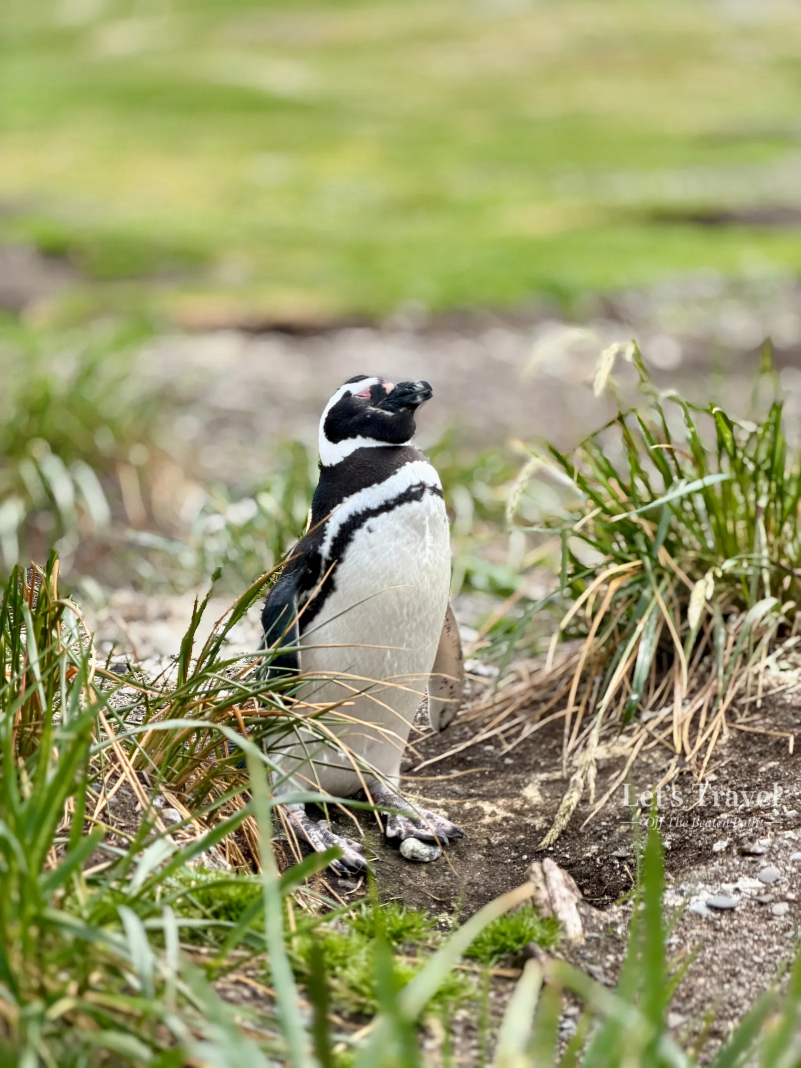 Magellanic penguin standing in natural habitat on Isla Martillo near Ushuaia, Argentina – wildlife travel off the beaten path