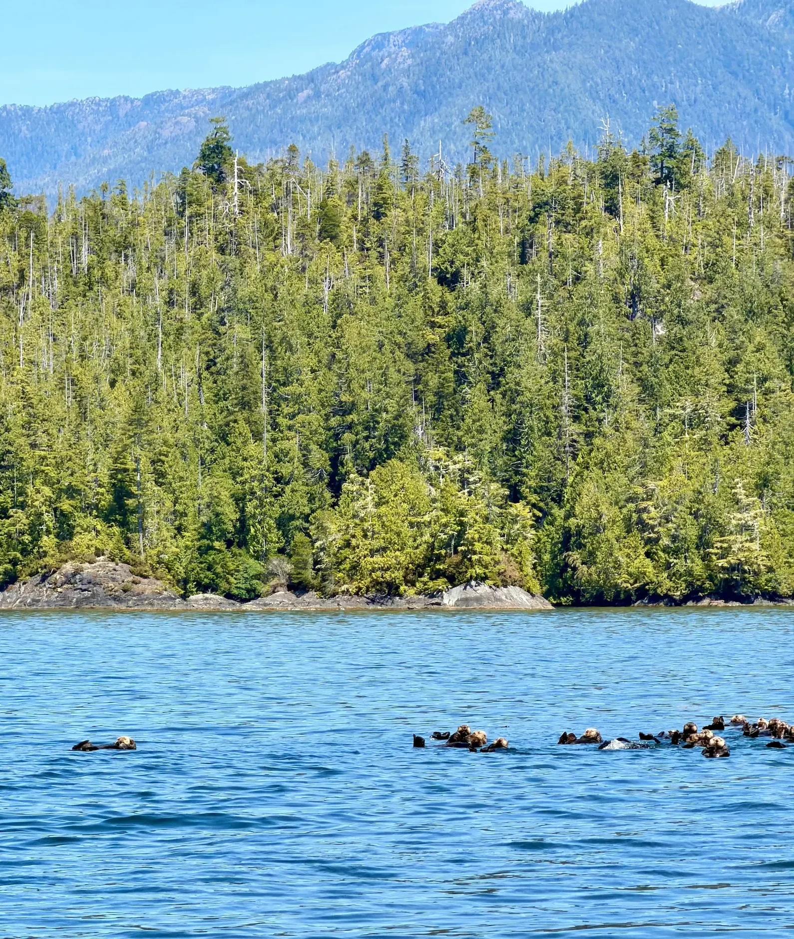 Sea otters swimming in Clayoquot Sound near Tofino on Vancouver Island, Canada. Sea otter spotted during a Tofino sea otter tour on Vancouver Island.