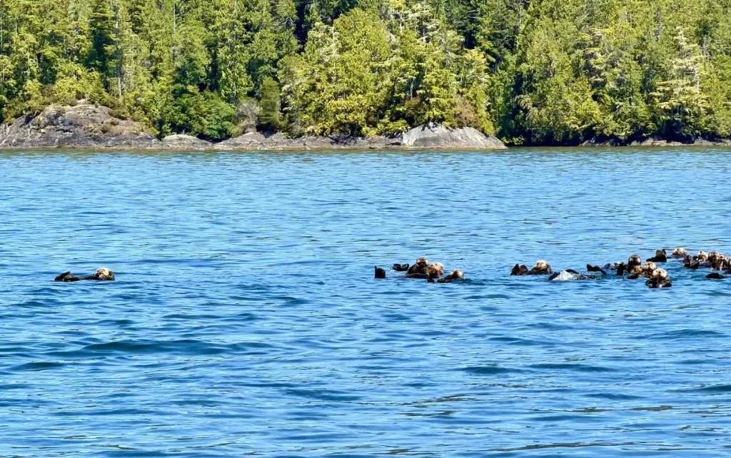 Sea otters swimming in Clayoquot Sound near Tofino on Vancouver Island, Canada. Sea otter spotted during a Tofino sea otter tour on Vancouver Island.