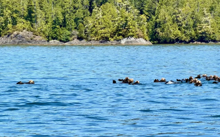 Sea otters swimming in Clayoquot Sound near Tofino on Vancouver Island, Canada. Sea otter spotted during a Tofino sea otter tour on Vancouver Island.
