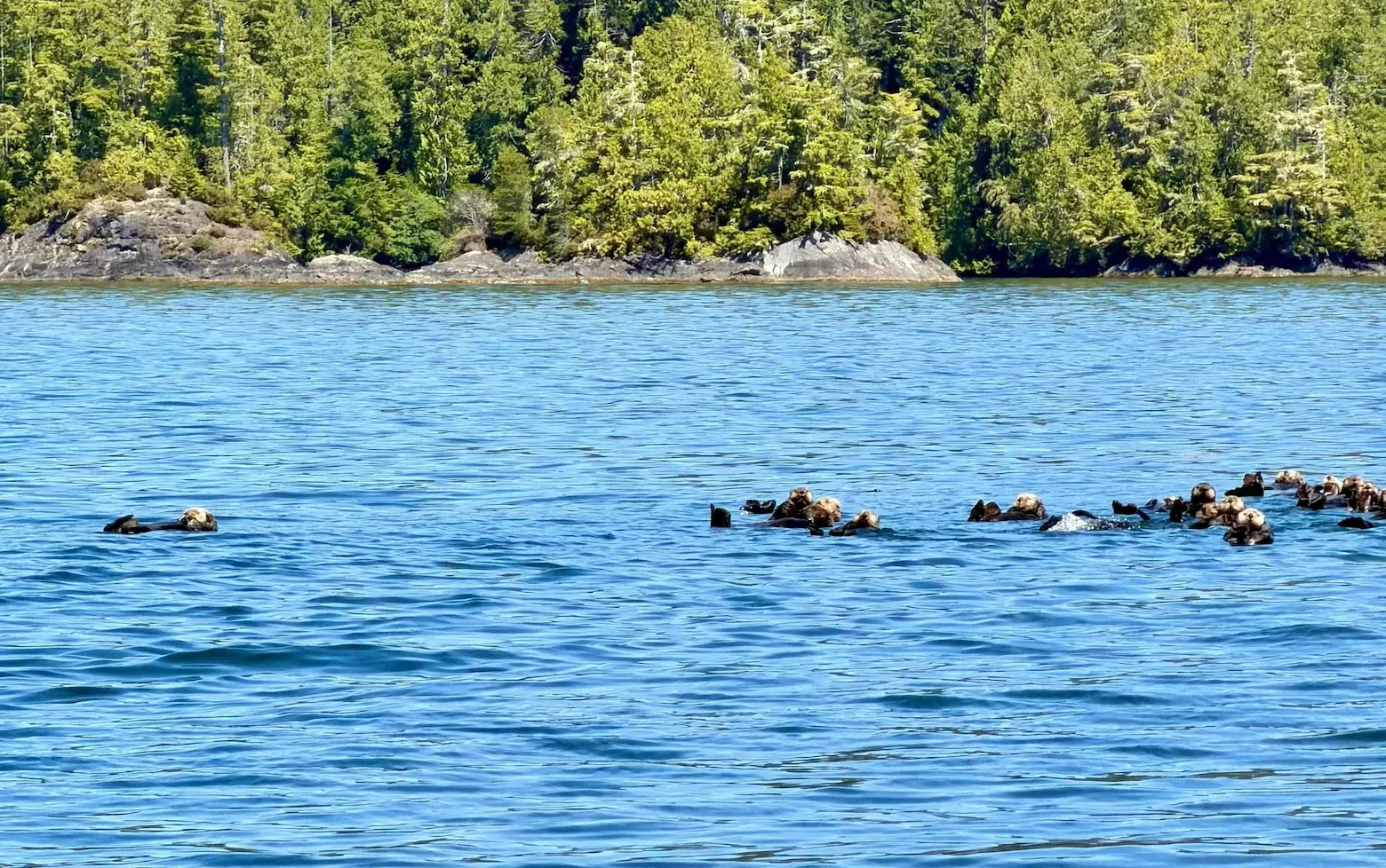 Sea otters swimming in Clayoquot Sound near Tofino on Vancouver Island, Canada. Sea otter spotted during a Tofino sea otter tour on Vancouver Island.